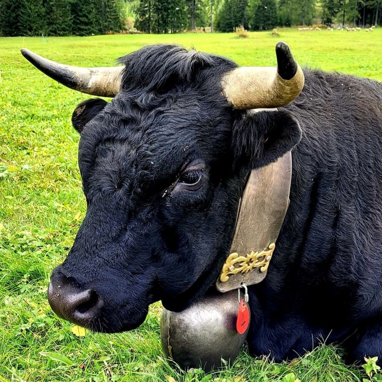 Ehringer Kampfkuh