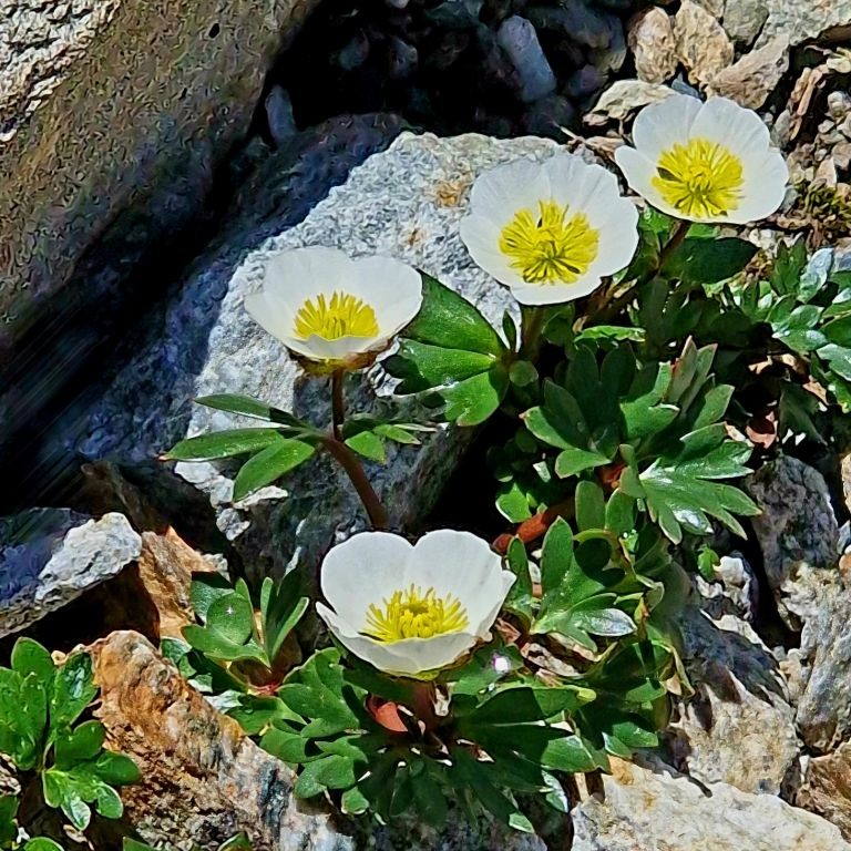 Anemonen,