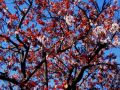 spring 1 20100904 1626738206