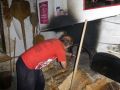velokanupetanque ect 20120521 1723934091