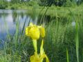 sommer 20130717 1664858292