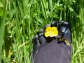 the sunnyside of irland 20130610 1142975291