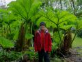 the sunnyside of irland 20130610 1157878952
