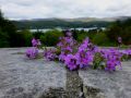 the sunnyside of irland 20130610 1250255717