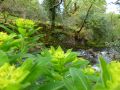 the sunnyside of irland 20130610 1707142887