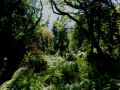 the sunnyside of irland 20130610 2059445010
