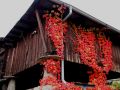 goldener herbst 20131029 1500444438