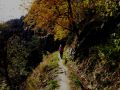 goldener herbst 20131029 1705627254