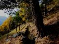 goldener herbst 20131029 1854639775