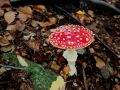 herbst 13 20131015 1592085820