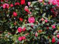 primavera 20140407 1586483181