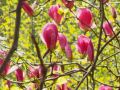 primavera 20140407 1815262422