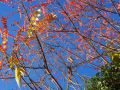 goldener herbst 20141020 1111241251