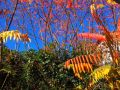 goldener herbst 20141020 1874602858