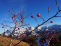 kitschig 20151217 2093196998