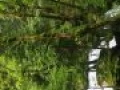 schoen wars 20160616 1249678733
