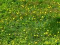 glarnerland 20160725 1553790906