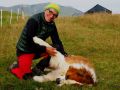 simmental 20160905 1203931350