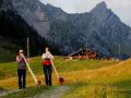 simmental 20160905 1757535883
