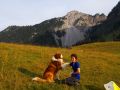 simmental 20160905 1816622922