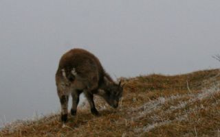 jura, geburri 10