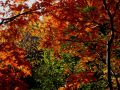 img 3821 10 20101104 1087873244