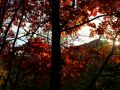 img 3824 11 20101104 1130041738