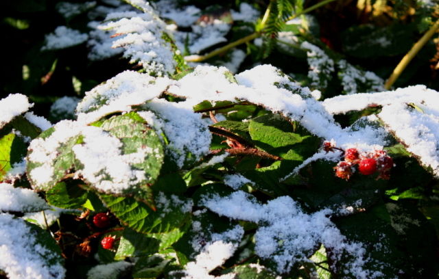 img_3751_2_20101021_1200115087