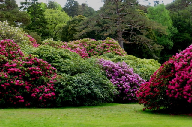 the sunnyside of irland 20130610 1439155409