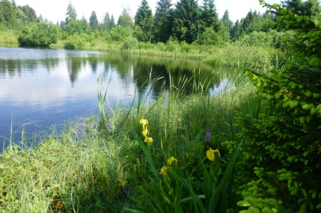 sommer 20130717 1532411095