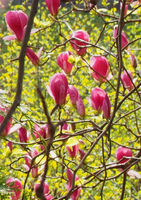 primavera 20140407 1815262422