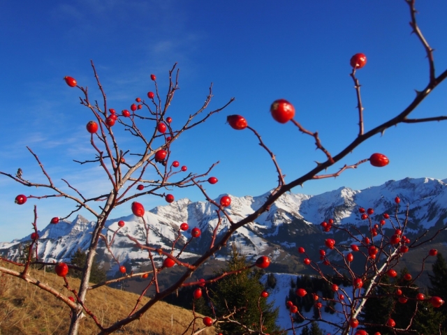 kitschig 20151217 2093196998