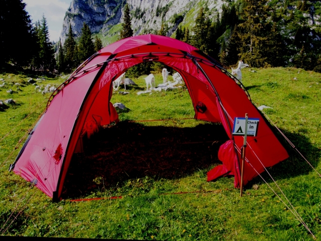 simmental 20160905 1414960605
